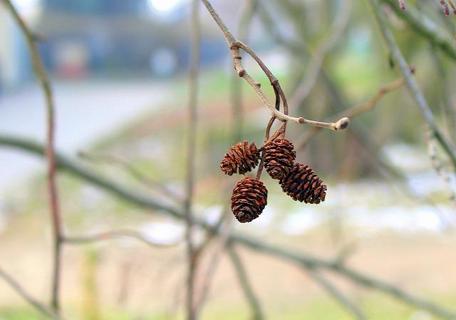 alder, outside, nature