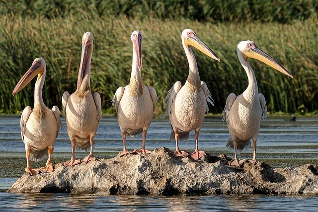 great white pelicans, birds, rock, lake, bird watching, danube delta, romania, conservation, ecology, ecotourism, natural reserve, nature, travel, wetlands, wildlife conservation, wildlife, birds, romania, romania, romania, romania, romania, conservation, conservation, ecology, ecology, wetlands, wetlands, wetlands