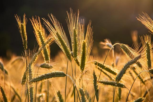 rye, spike, grains