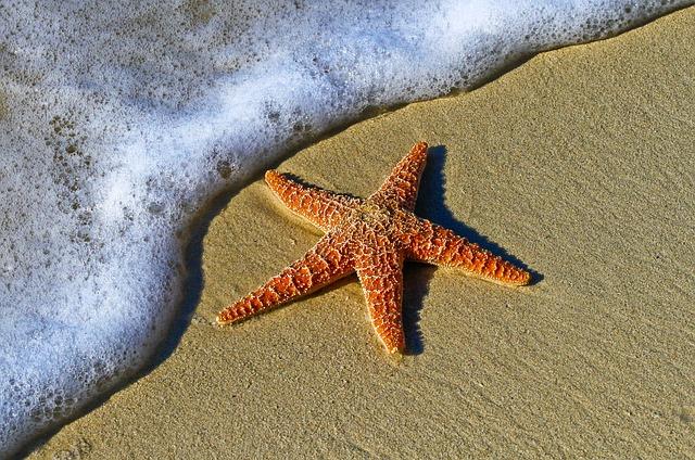 starfish, sand, sea star