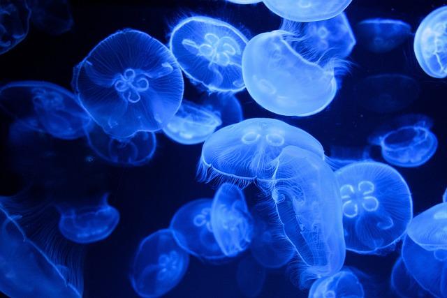 jellyfishes, sea jellies, animal