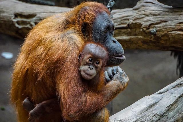 orang utan, ape, infant