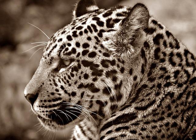 jaguar, animal, wildlife