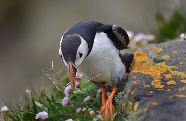 puffin, bird, nature