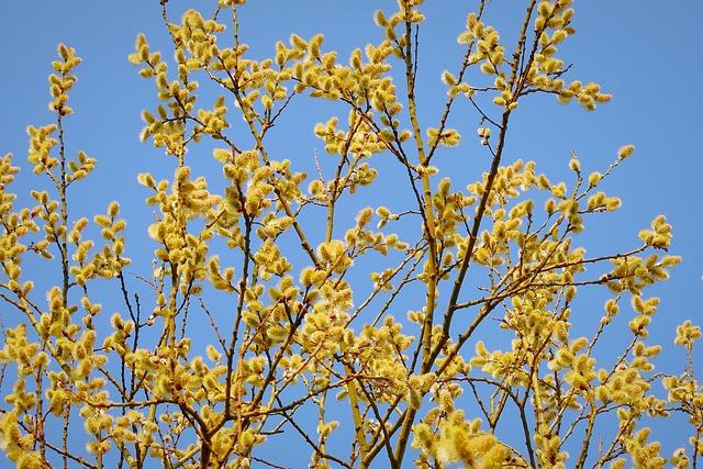 tree, catkins, willow catkins