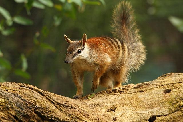 Baby numbats spotted in Australian sanctuaries