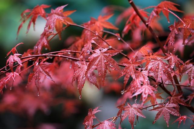 maple, maple leaves, raindrops