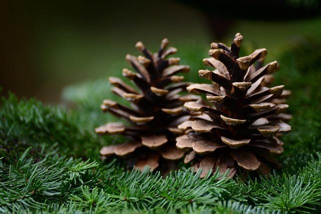 Fir (Abies genus)