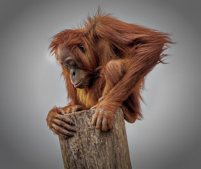 Tapanuli Orangutan