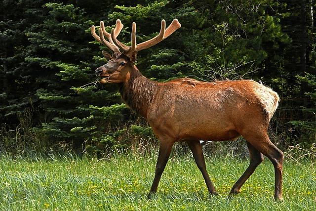 elk, animal, wildlife