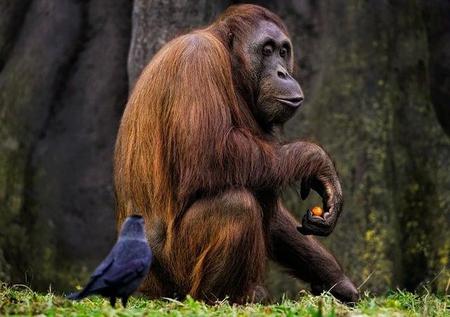 bornean orangutan, orangutan, ape