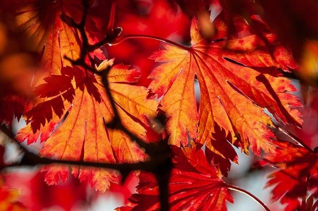 Maple (Acer genus)