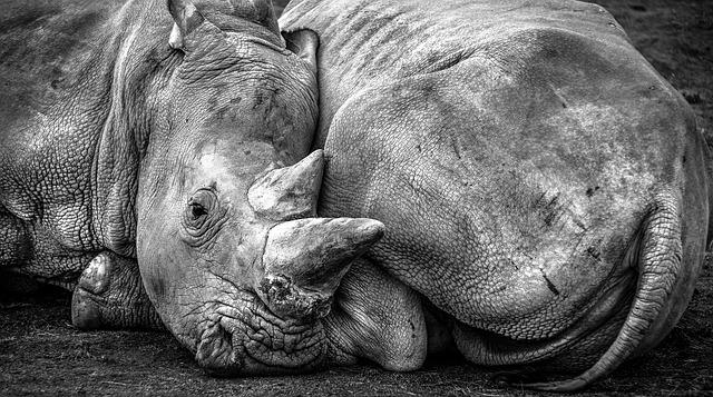 rhino, africa, pachyderm