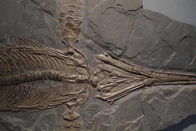 Ichthyosaurus: Vanished Swimmer