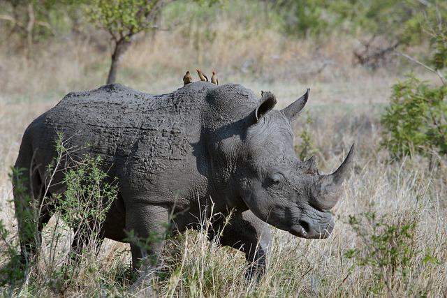 Baby black rhino makes debut at zoo