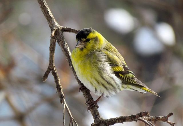 bird, alder skatia, male