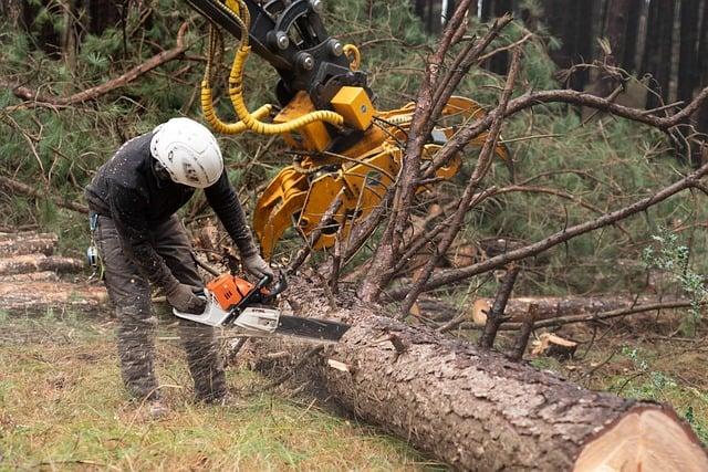 forestry, logging, nature