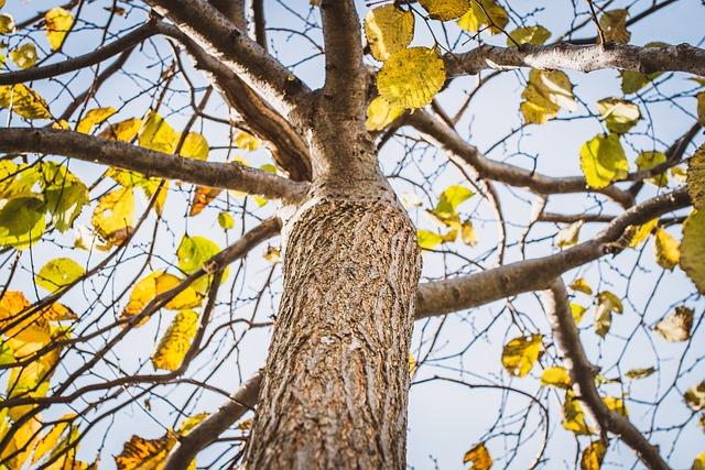 tree, elm, bark