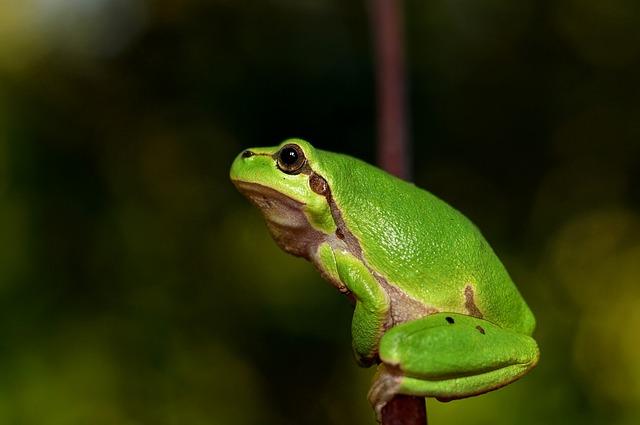 mediterranean tree frog, nature, green frog