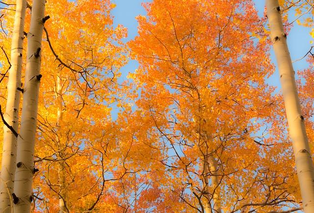 aspen, aspens, nature