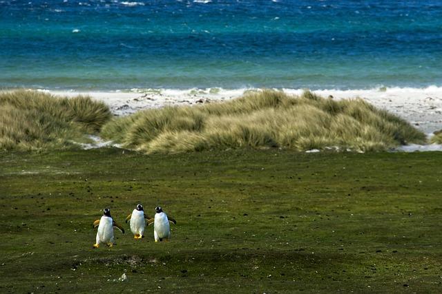 bird, penguins, ornithology