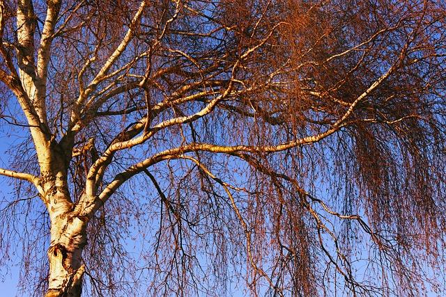 birch tree, trunk, branch