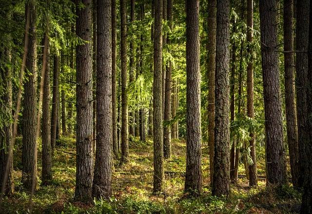 trees, forest, woods