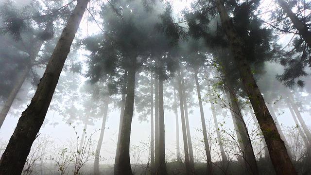 Cedar (Cedrus genus)