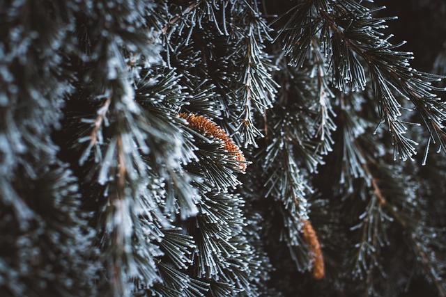 cedar, winter, nature