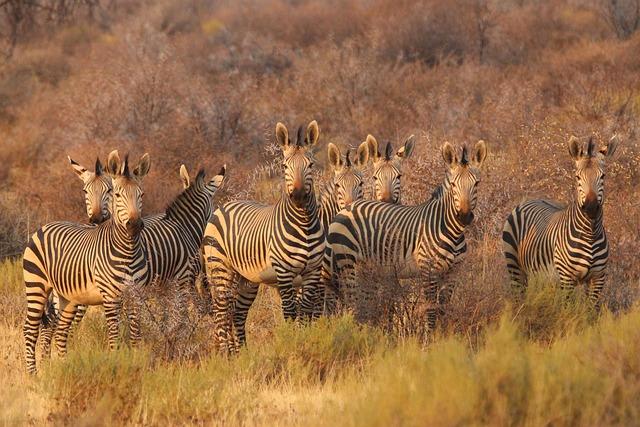 zebras, nature, animals, africa, south africa, namibia, savannah, safari, wildlife