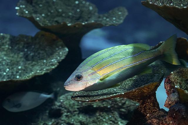 fish, sea, aquarium, tank, nature, marine animal