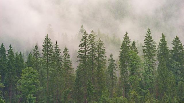 forest, conifers, coniferous forest