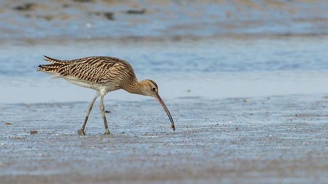 bird, curlew, beak