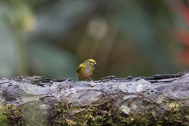 orange-bellied organist, orange-bellied euphonia, finch, bird, animal, feathers, plumage, wildlife, nature, fringillidae, passerines, fauna, ornithology, avian, wings