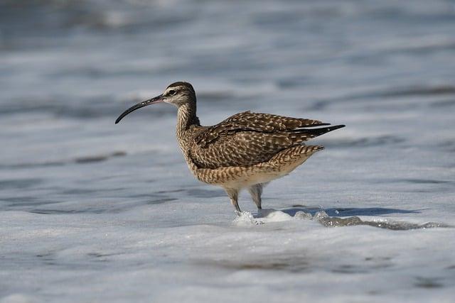 The Mystery of the Slender-Billed Curlew