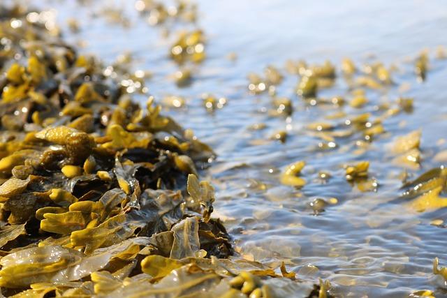 Seaweed Farming for Carbon Sequestration