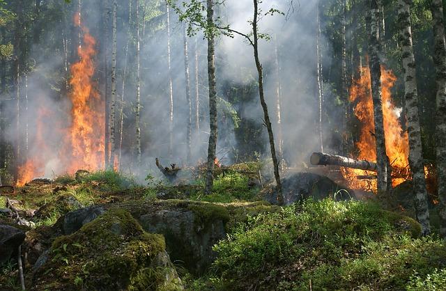 forest fire, trees, burning