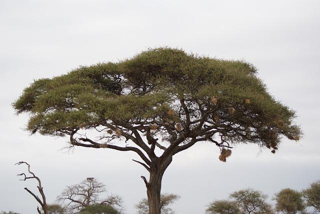 acacia, nature, tree