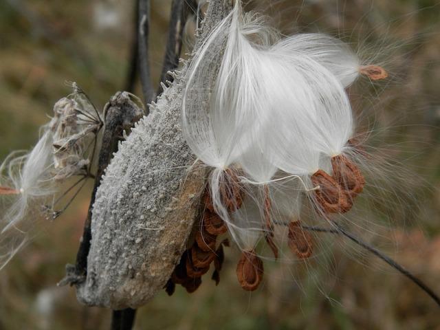 milkweed, pod, milkweeds, silky, white, plants, growing, dispersal, pods, seed pod, flower seeds, brown, nature, flora, seasons, beautiful, milkweed, milkweed, milkweed, milkweed, milkweed